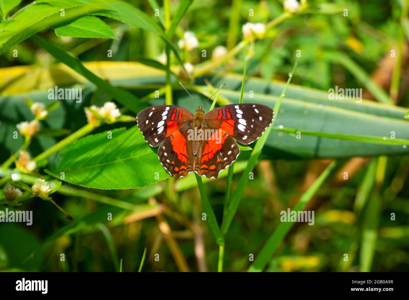 Butterfly called as Brown, Scarlet or Red Peacock (peacock) (Anartia amathea). She Perches on the Leaves of a Plant on a Sunny Day Stock Photo