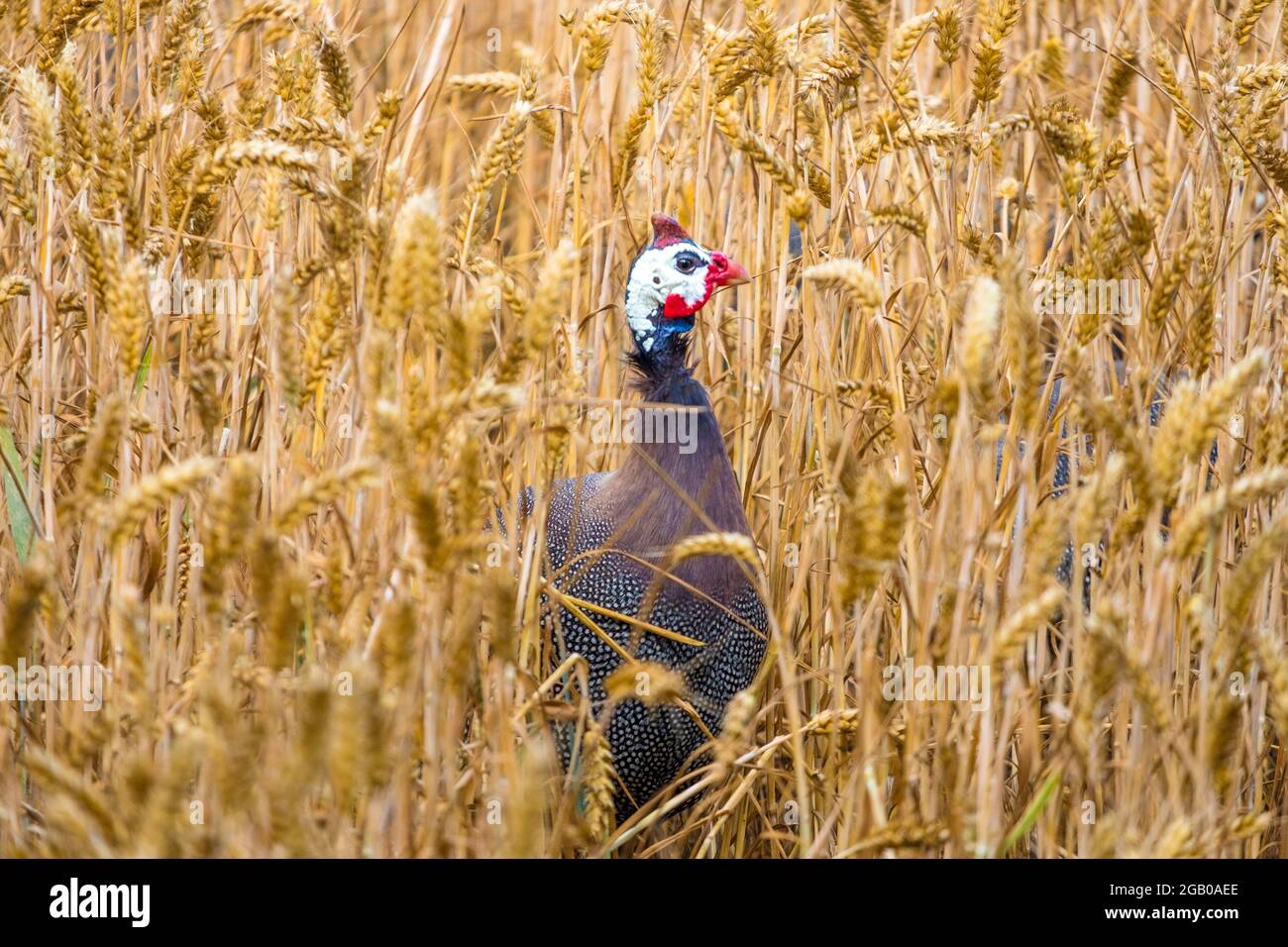 Guinea fowl in a wheat field. Suffolk, UK. Stock Photo