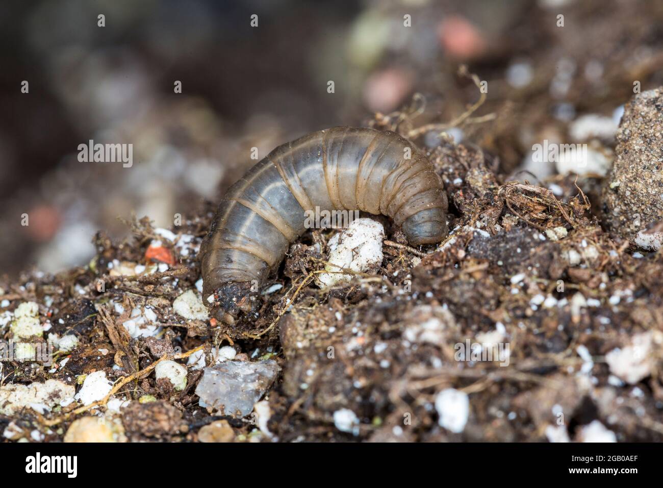 Leatherjacket. Cranefly or daddy longlegs larvae. Mouth  on right side. Stock Photo