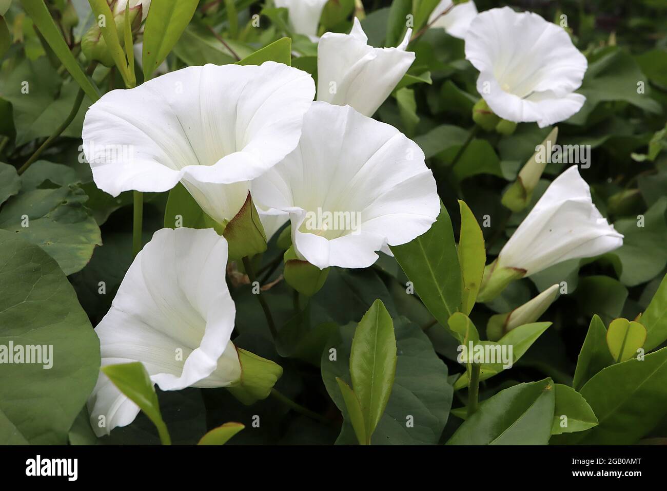 Trumpet shaped flowers hires stock photography and images Alamy
