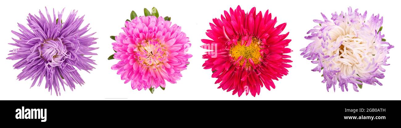 Aster flowers isolated on white background. Mix aster flowers close-up. Stock Photo