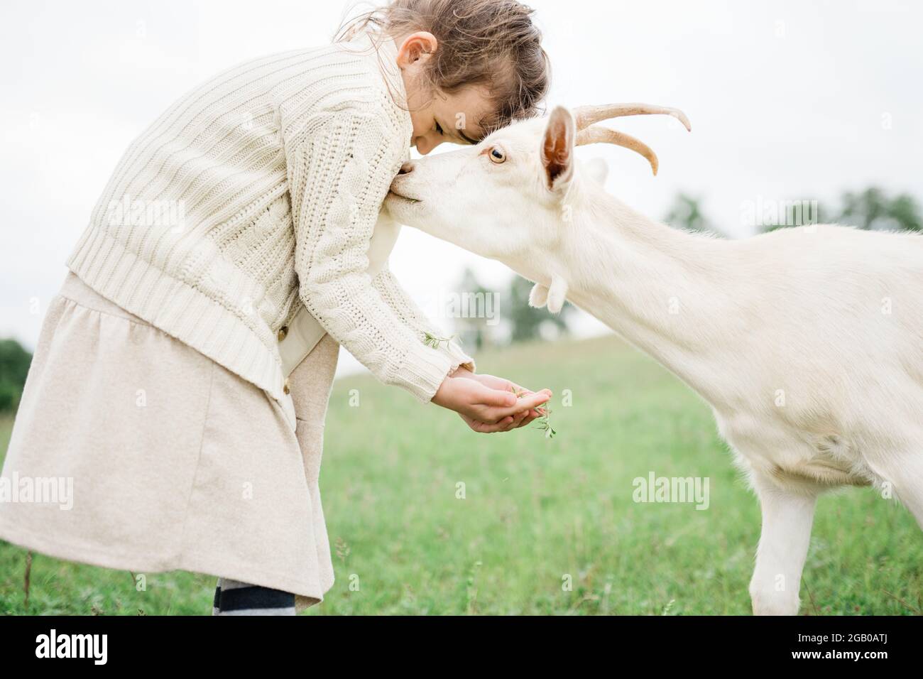 Little girl feeding goats on the farm Stock Photo - Alamy