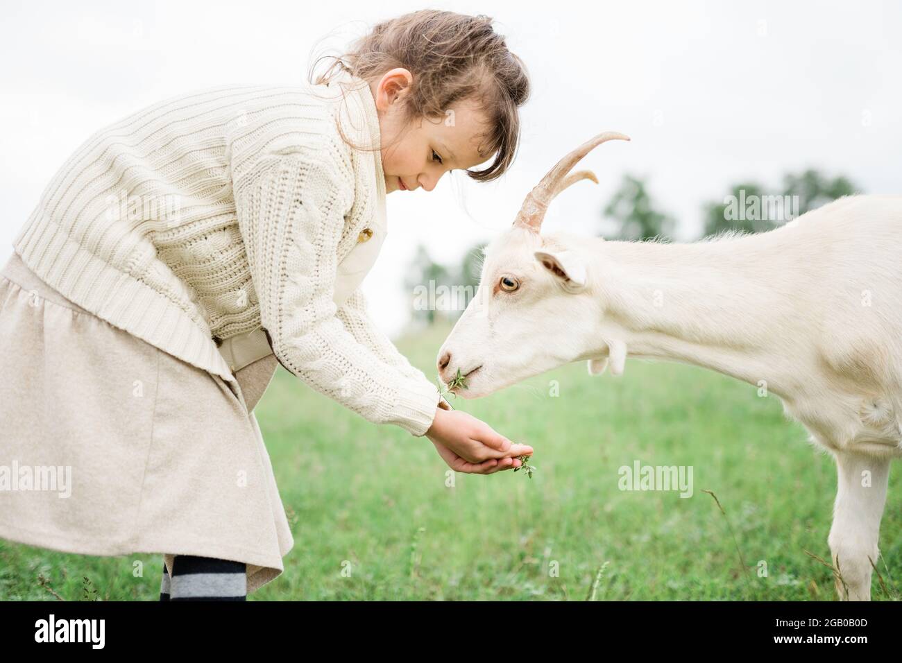 Little girl feeding goats on the farm Stock Photo - Alamy
