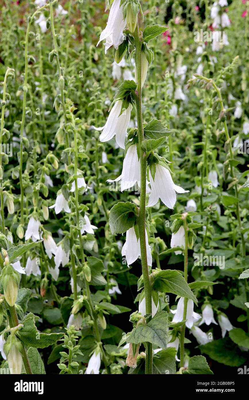 Campanula latifolia ‘Alba’ wide-leaved bellflower Alba – pendulous long bell-shaped white flowers,  June, England, UK Stock Photo