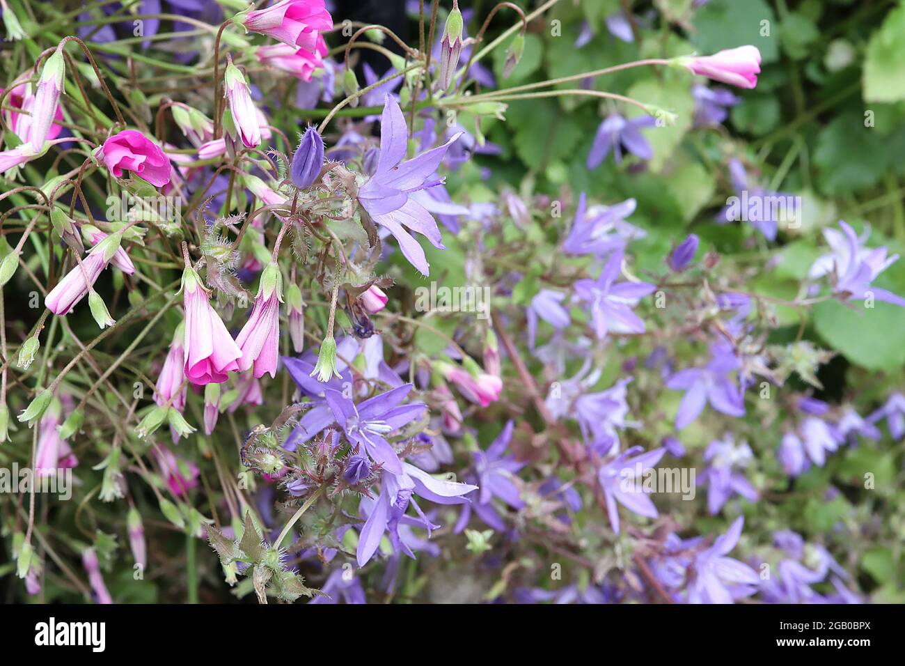 Campanula portenschlagiana ‘Get Mee Purple’ Dalmatian bellflower Get Mee Purple – flared open bell-shaped pale violet blue flowers,  June, England, UK Stock Photo