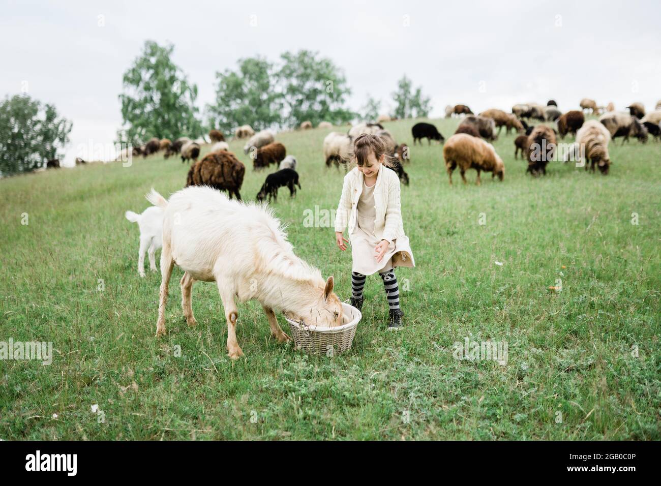 Little girl feeding goats on the farm Stock Photo - Alamy