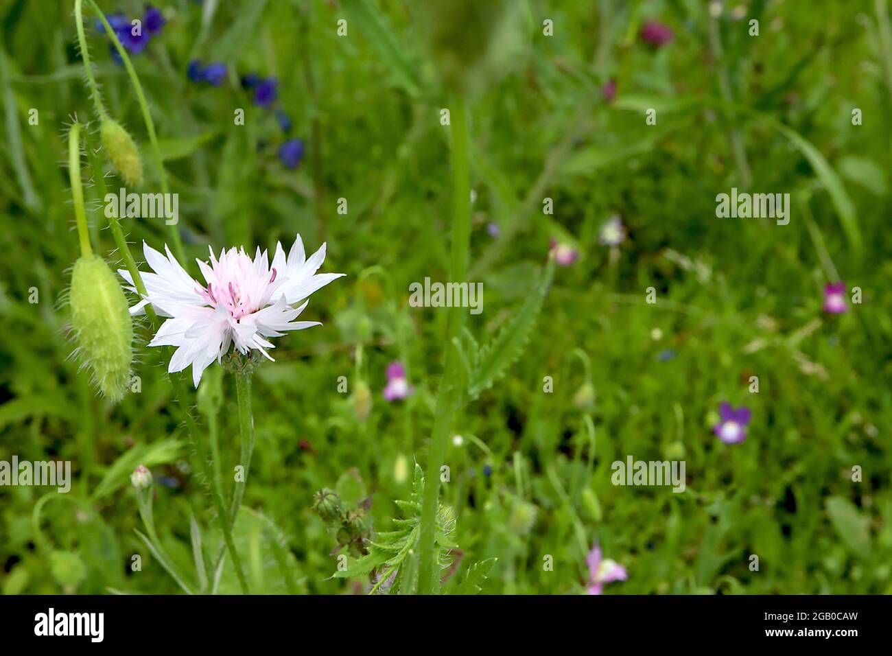 Centaurea cyanus white cornflower flower head ring of white flowers, June, England, UK Stock