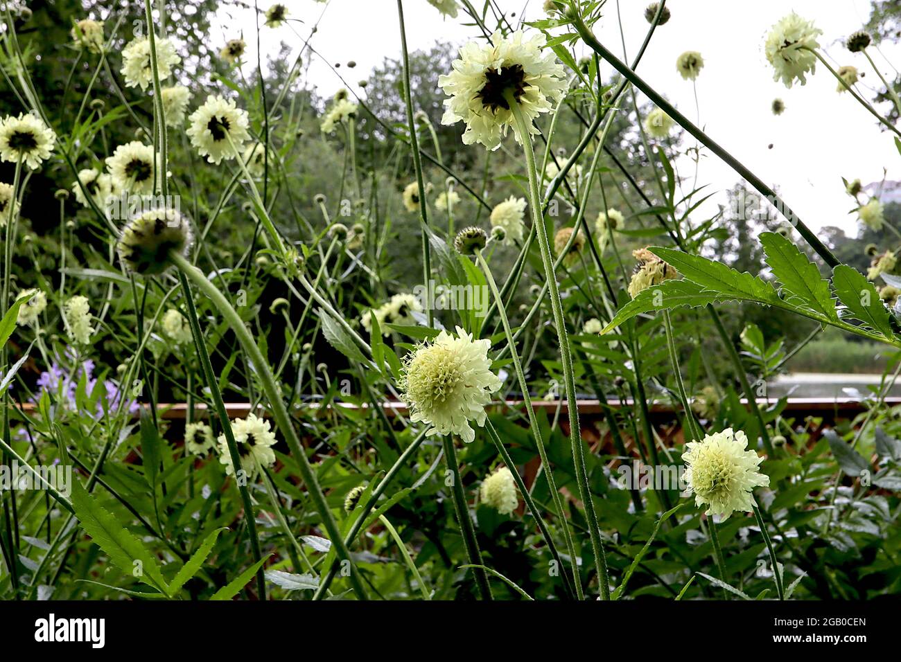 Cephalaria alpina yellow cephalaria / alpine scabious – pale yellow flowers with outer and inner florets on very tall stems,  June, England, UK Stock Photo