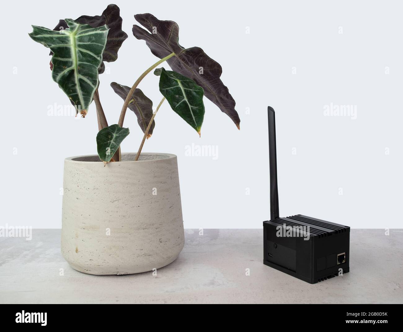 Helium hotspot cryptocurrency miner next to a plant in a home or office. Stock Photo