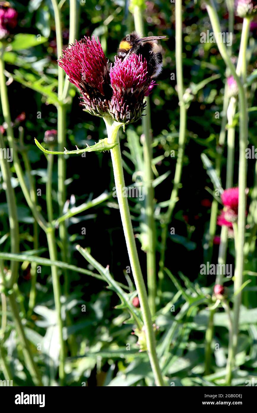 Cirsium rivulare ‘Atropurpureum’ plume thistle Atropurpureum – crown of deep crimson red flowers atop grey green bracts,  June, England, UK Stock Photo
