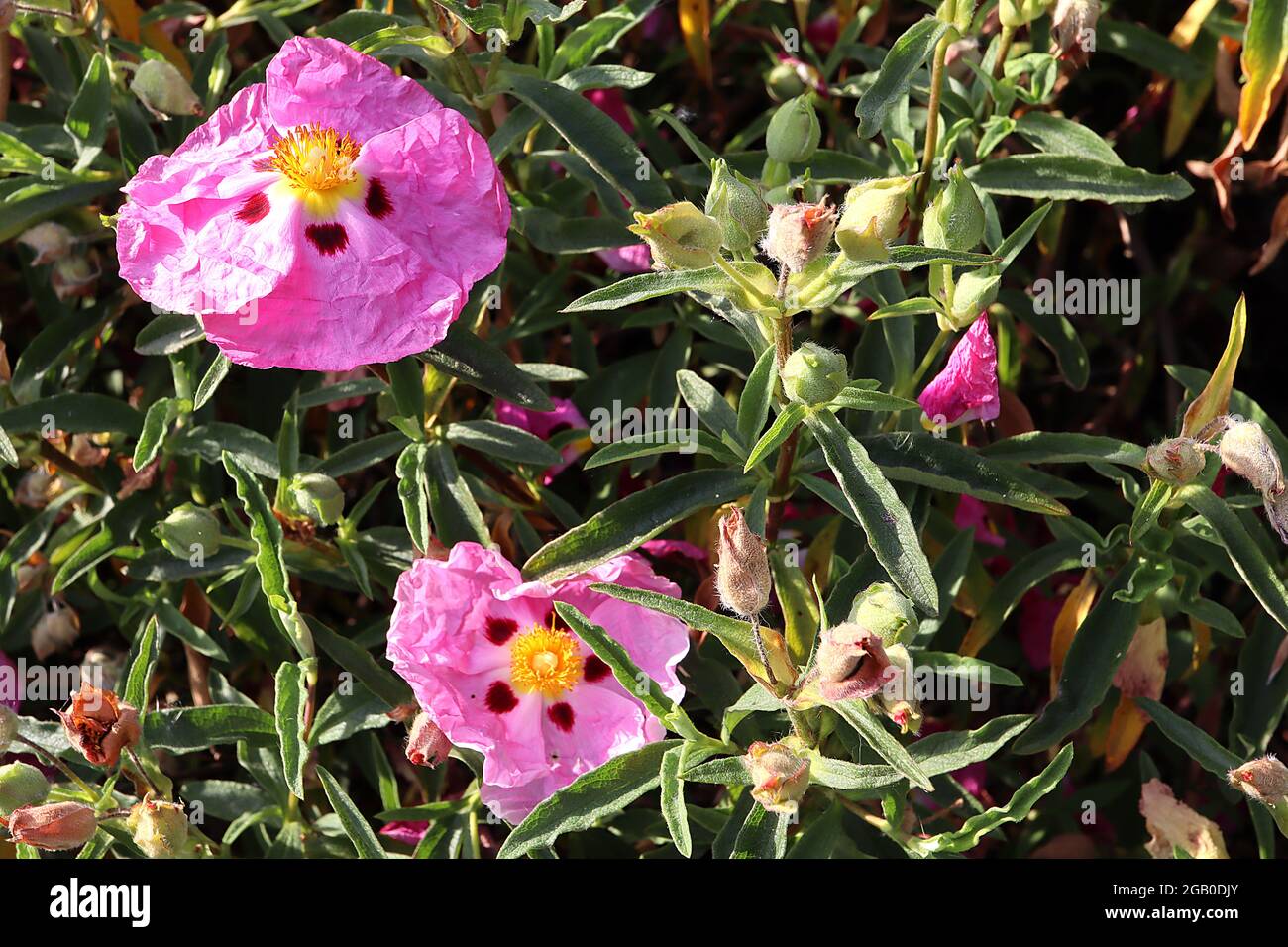 Cistus x purpureus orchid rock rose pink flowers with brown red