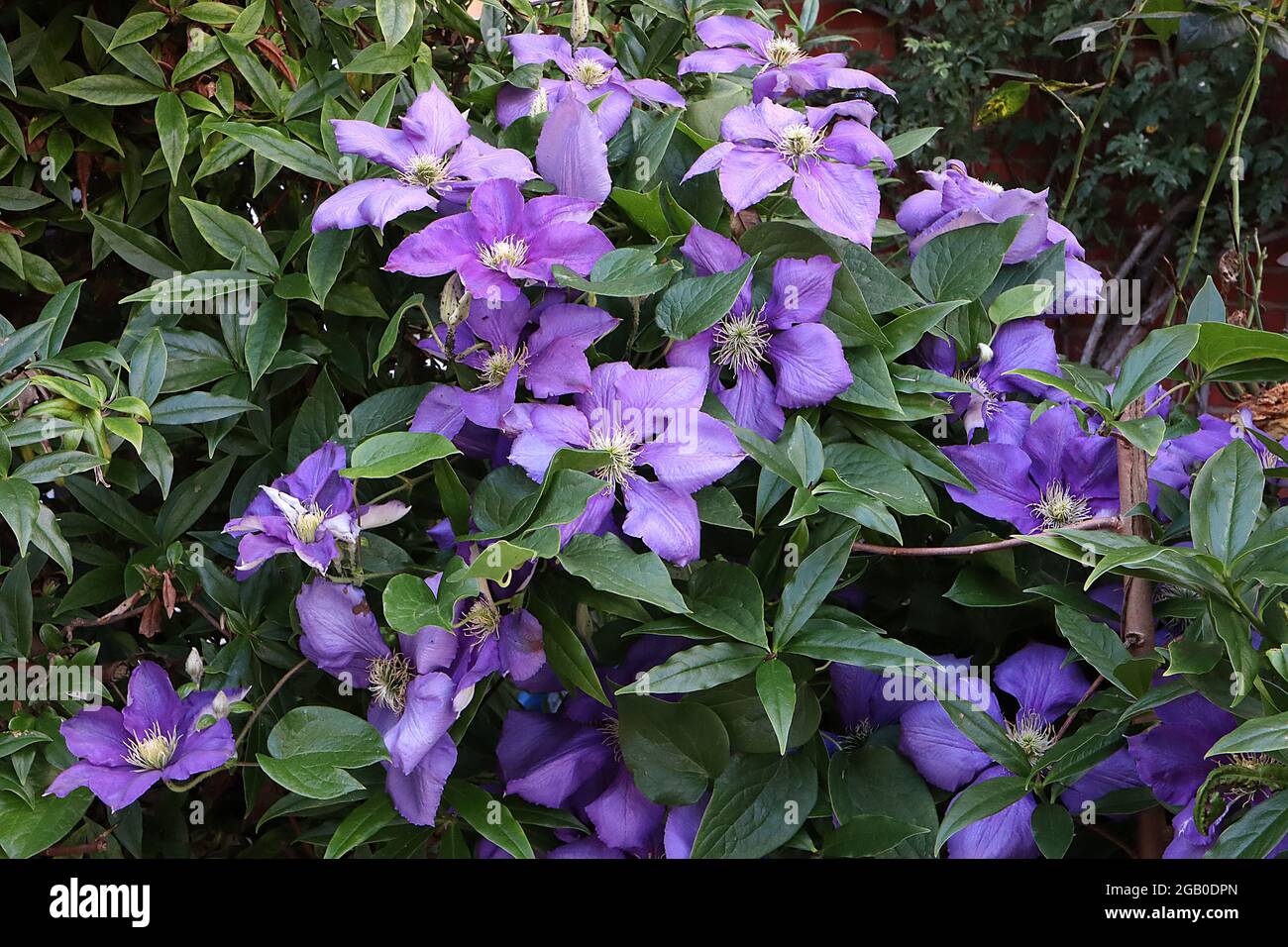 Clematis ‘Luther Burbank’ Violet purple large-flowered clematis with paler central bar,  June, England, UK Stock Photo