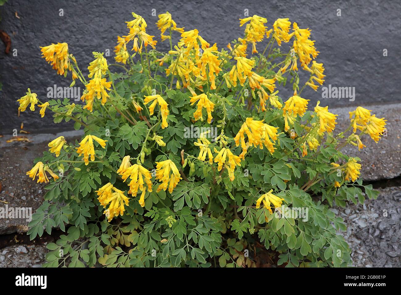 Corydalis lutea yellow Fumitory – yellow tubular flowers on thick stems,  June, England, UK Stock Photo