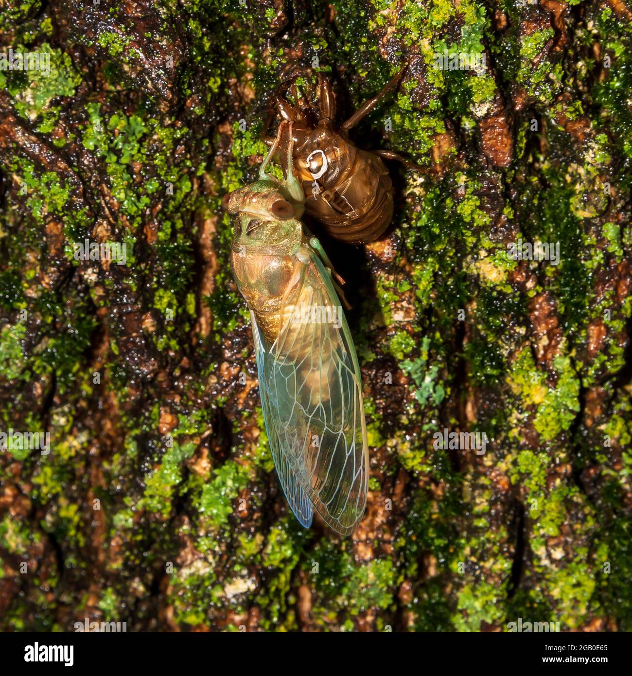 Cicada Nymph Hi Res Stock Photography And Images Alamy