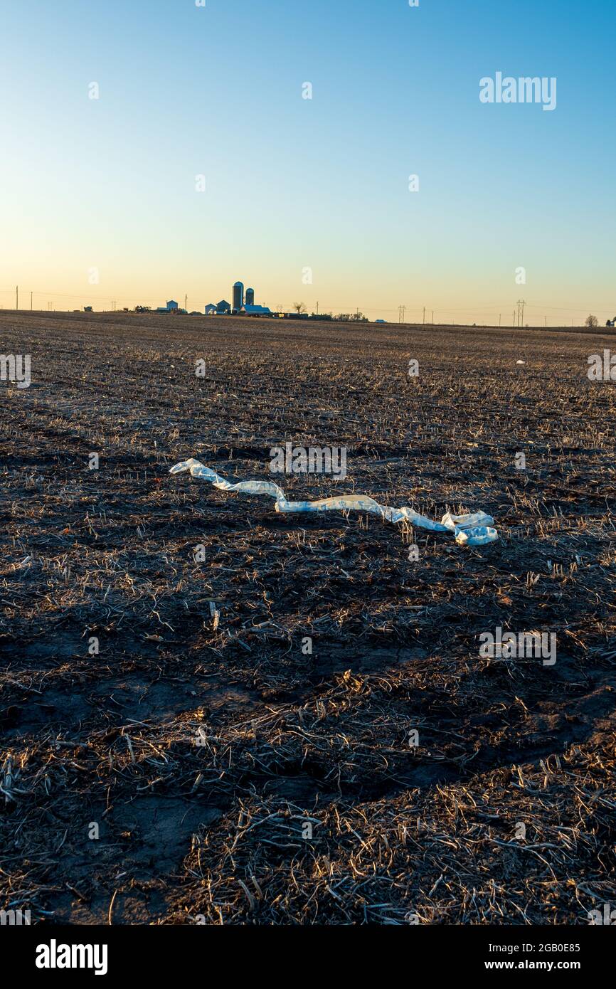 Low angle light from a setting sun highlights plastic litter caught in the crop stubble of a winter farm field. Stock Photo