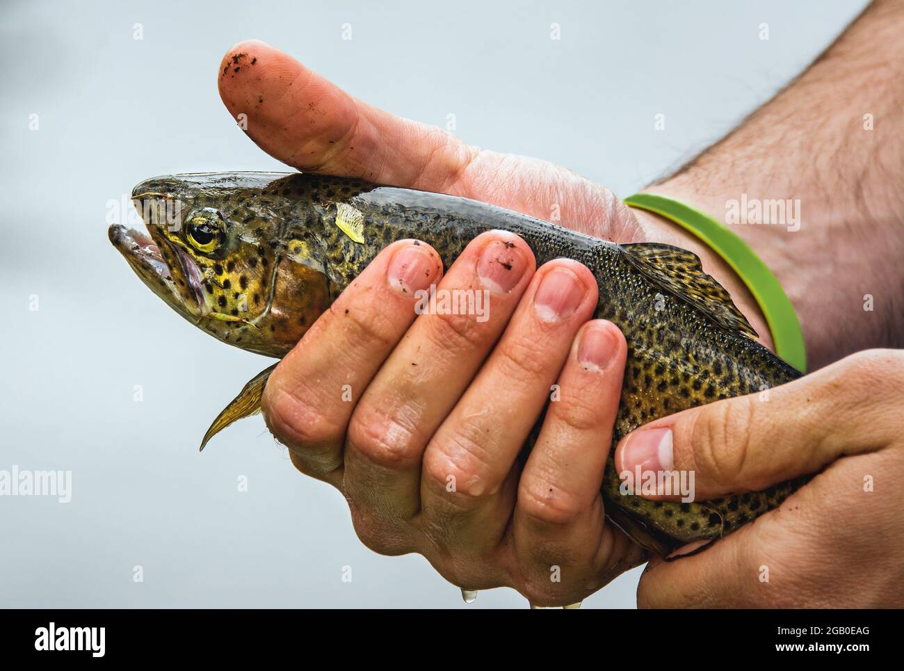 Fisherman displays his just caught fish. Stock Photo