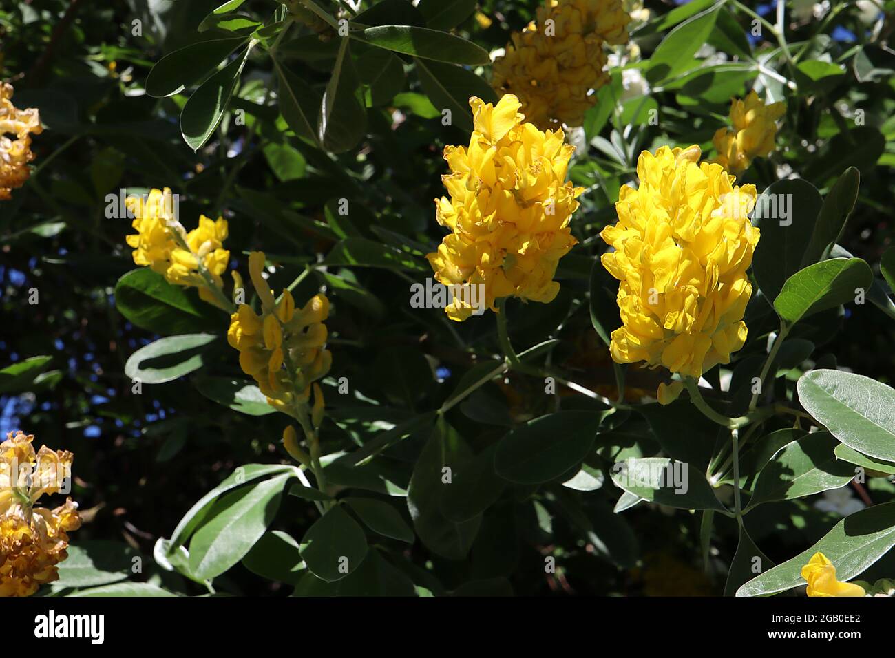 Argyrocytisus battandieri  pineapple / Moroccan broom – tight cylindrical clusters of golden yellow pea-shaped flowers,  June, England, UK Stock Photo