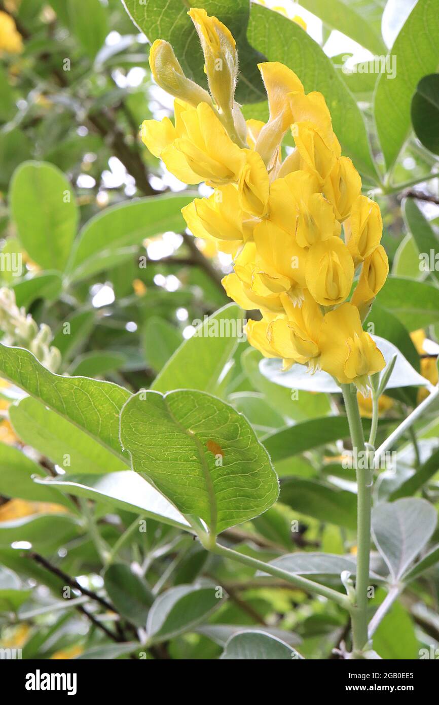 Argyrocytisus battandieri  pineapple / Moroccan broom – tight cylindrical clusters of golden yellow pea-shaped flowers,  June, England, UK Stock Photo