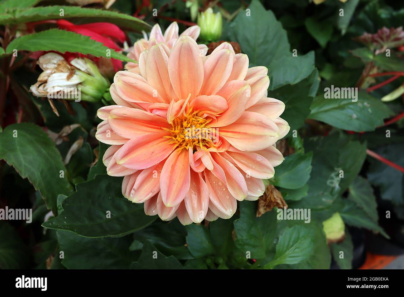 Dahlietta lily hi-res stock photography and images - Alamy