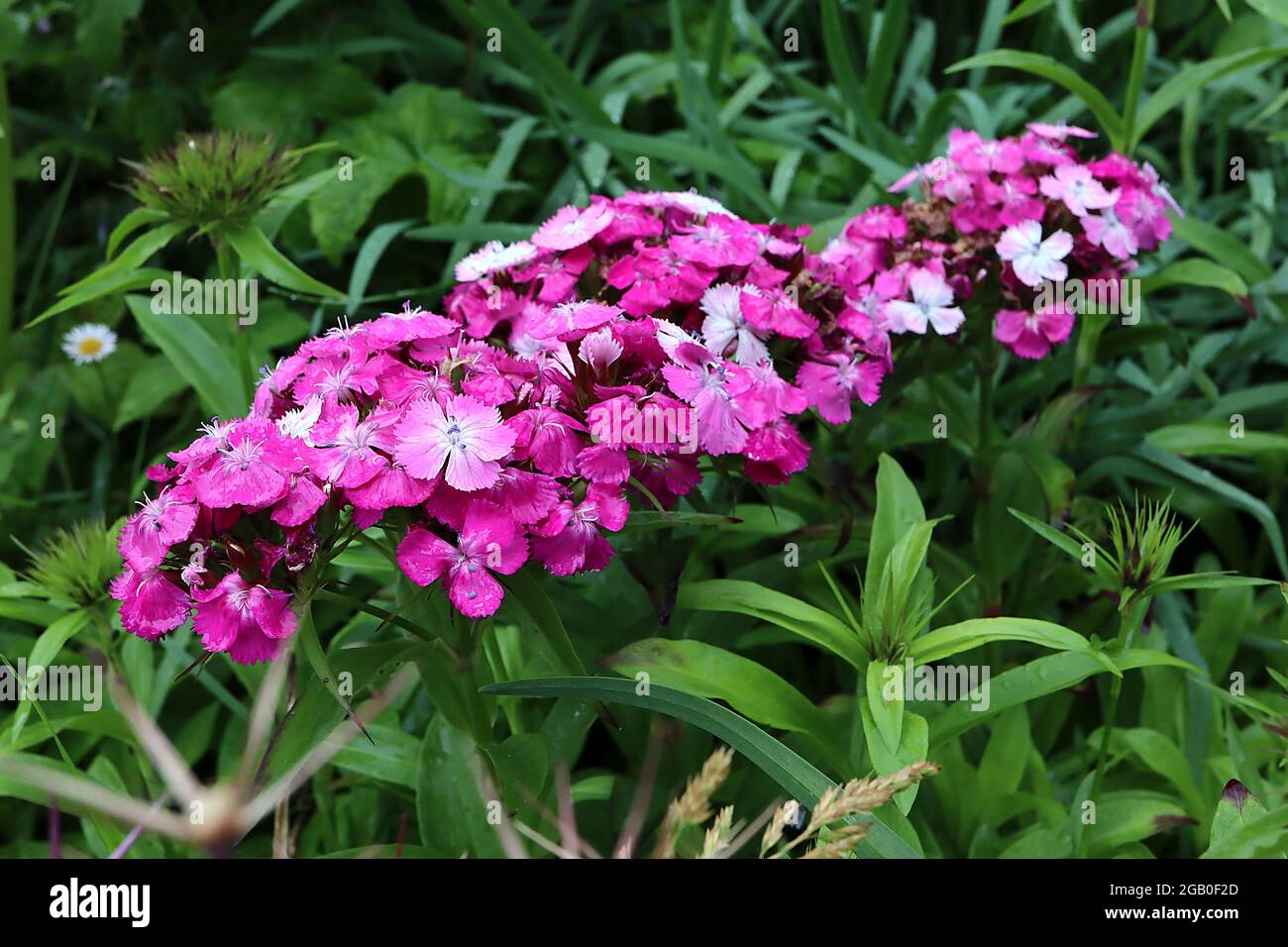 Dianthus barbatus ‘Dash Magician’ Sweet William Dash Magician – domed flower heads of white, medium and deep pink flowers with fringed petals,  June, Stock Photo