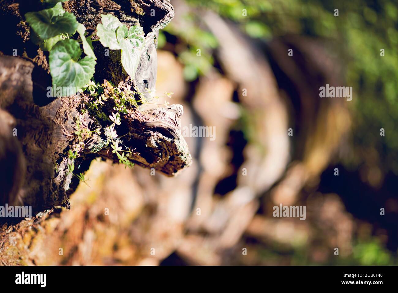 Calaveras Big Trees Stock Photo