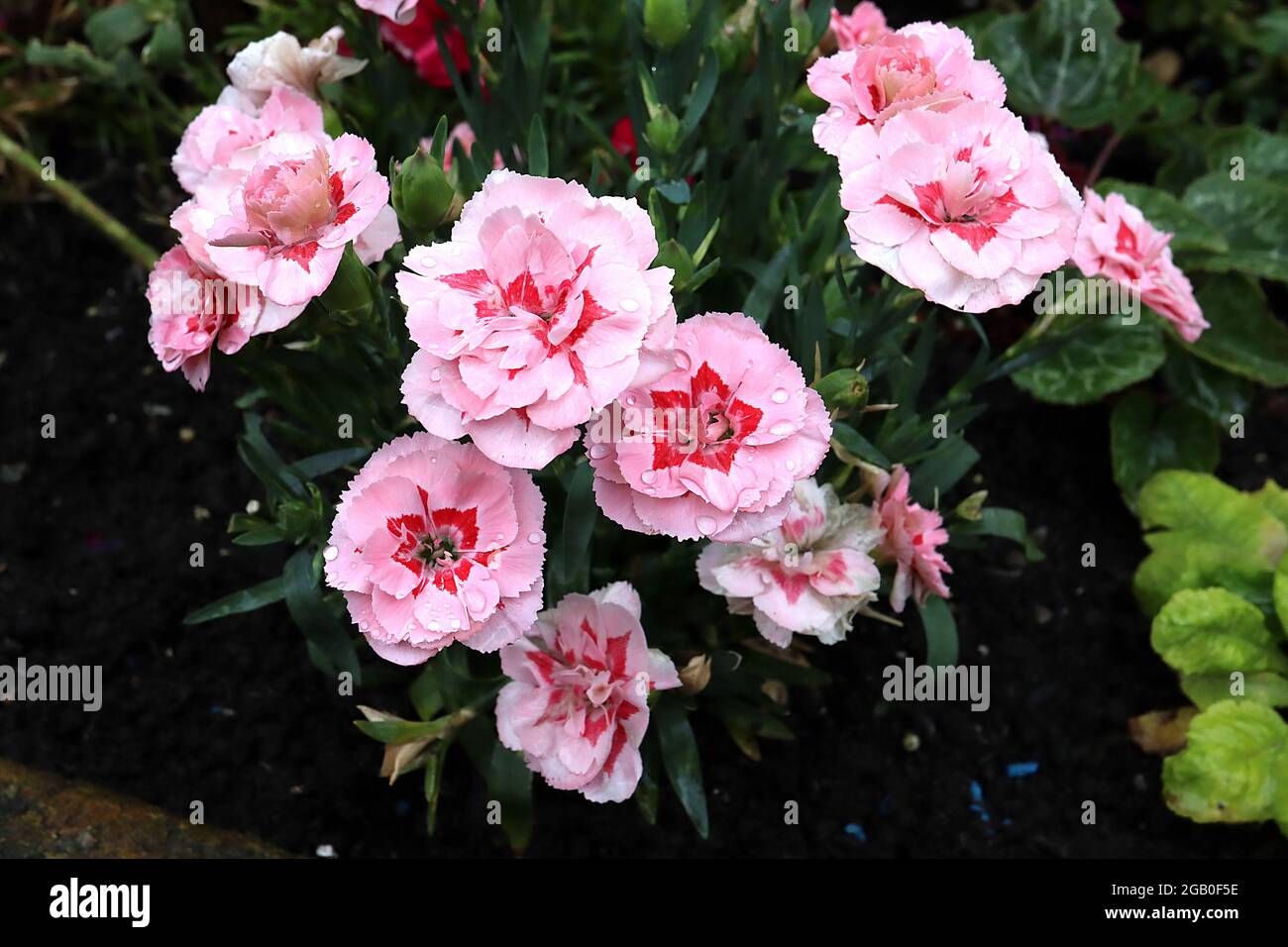 Dianthus caryophyllus ‘Oscar Pink’ border carnation Oscar Pink – pale pink flowers with red eye and fringed petals,  June, England, UK Stock Photo