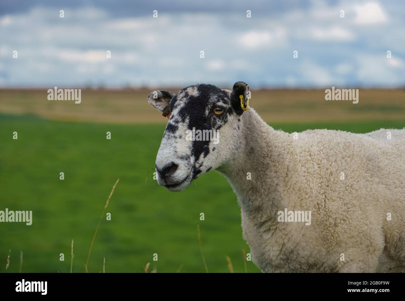 a black and white faced shorn sheep looks on inquisitively Stock Photo