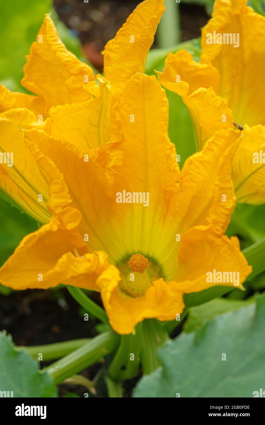 beautiful yellow flowers on a courgette zucchini (Cucurbita pepo subsp