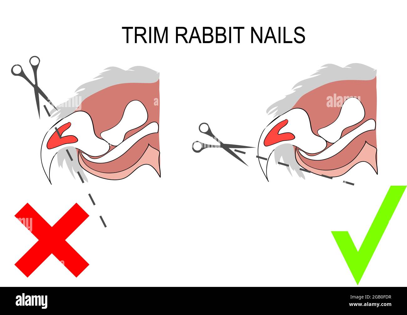 Claw trimming best sale