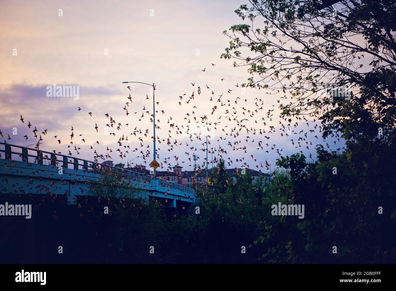 Waugh bridge bats hires stock photography and images Alamy