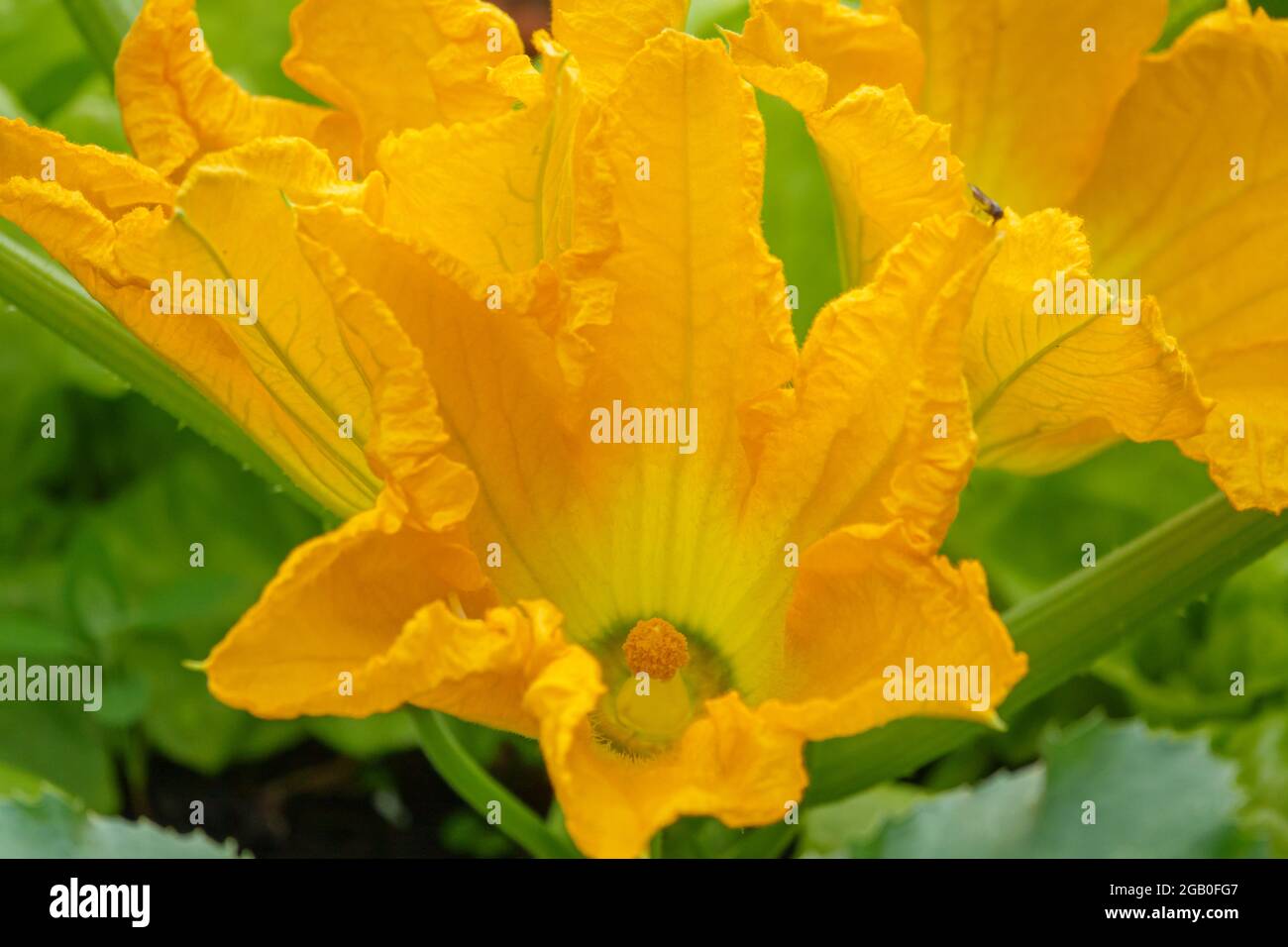 beautiful yellow flowers on a courgette zucchini (Cucurbita pepo subsp