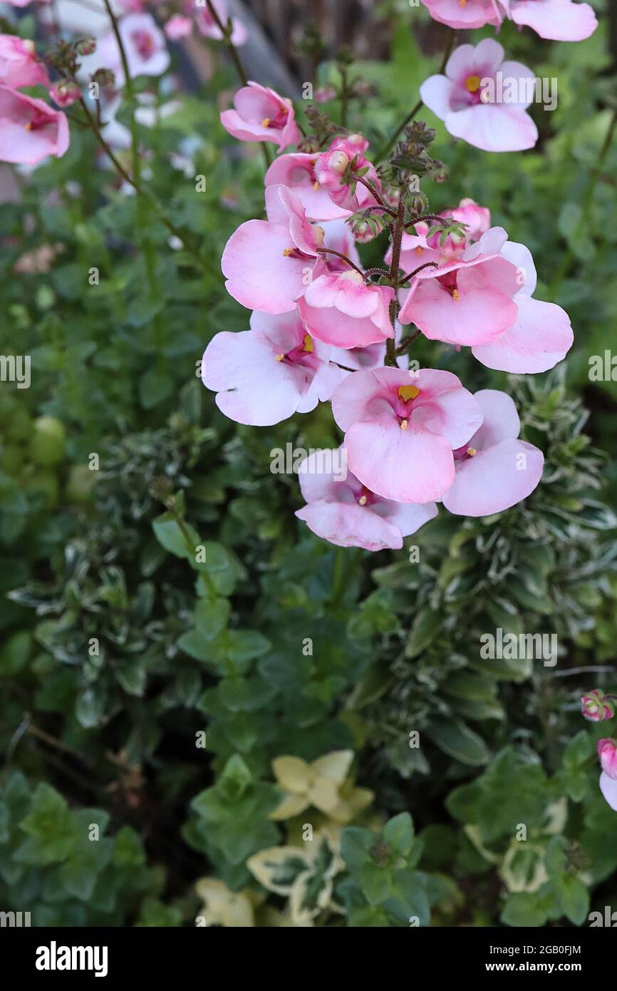 Diascia ‘Divara Blush’ Twinspur Blush – pale pink shell-shaped flowers with deep pink throat and yellow mark,  June, England, UK Stock Photo