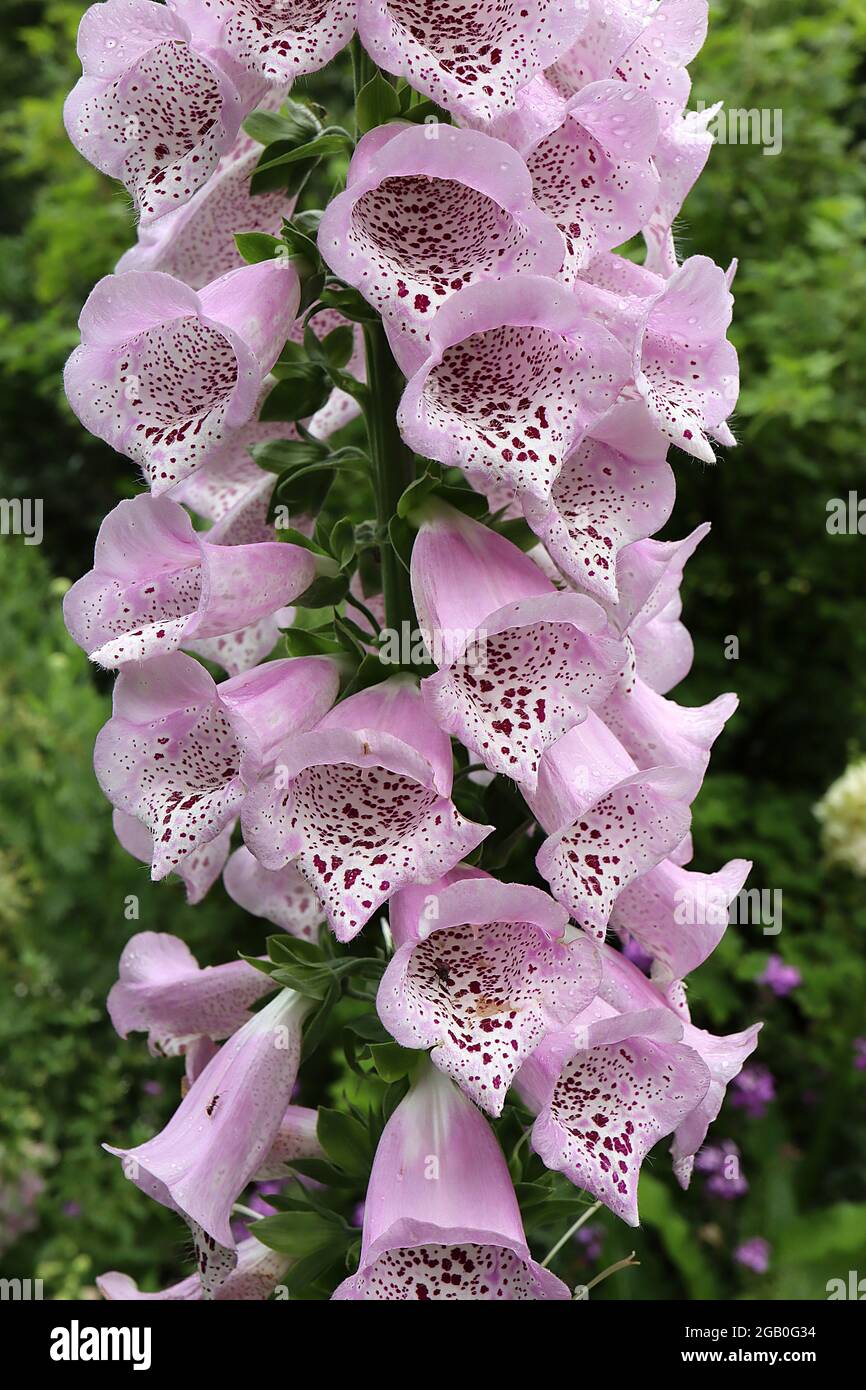 Digitalis camelot lavender hi-res stock photography and images - Alamy