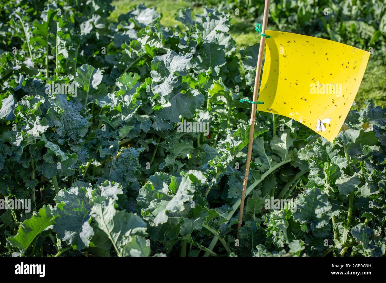 A summer brassica grown for its regrowth potential and multiple grazings, contains yellow sticky traps to enable the farmer to monitor the insect pest Stock Photo