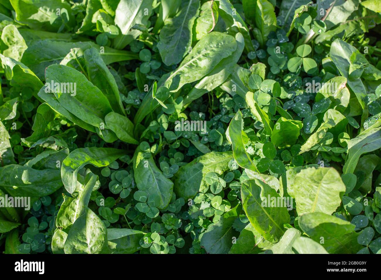 Chicory and clover is a pasture option for farmers to provide weight gains for livestock and recovers quickly after grazing Stock Photo