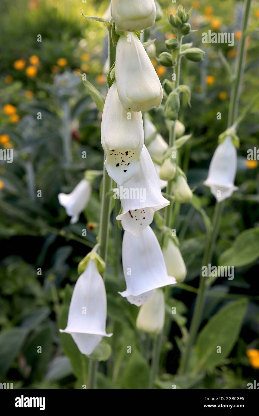 Digitalis purpurea ‘Dalmatian White’ foxglove Dalmatian White long