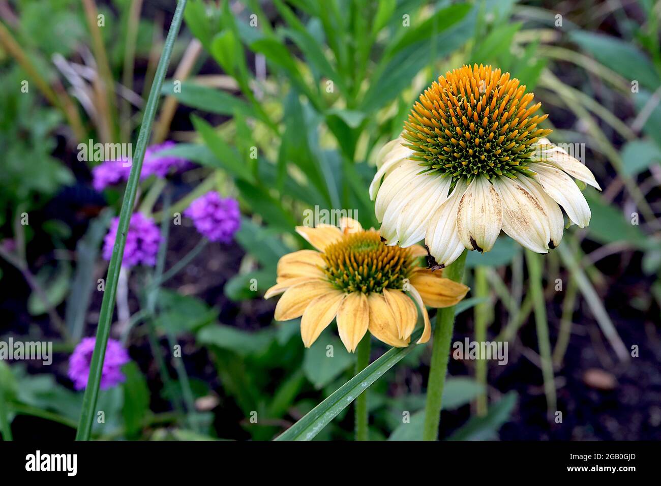 Echinacea purpurea ‘Mellow Yellows’ Coneflower Mellow Yellows – cream and yellow short petals and cone-shaped centre,  June, England, UK Stock Photo