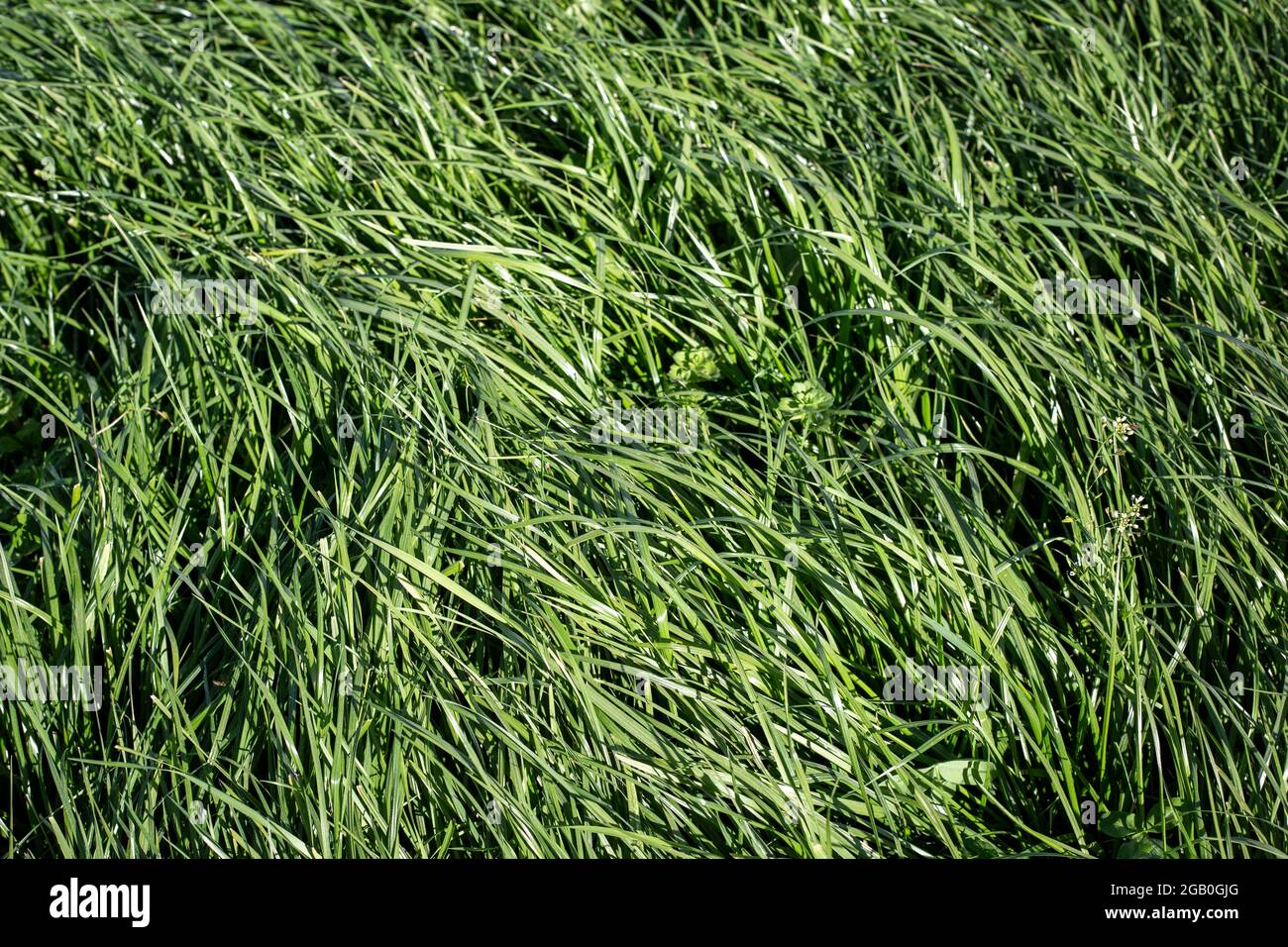 Tall Fescue is a perennial grass with seed-heads, growing up to 1.5 m tall, found in lowland pasture and waste areas. Tolerant of wet soils Stock Photo