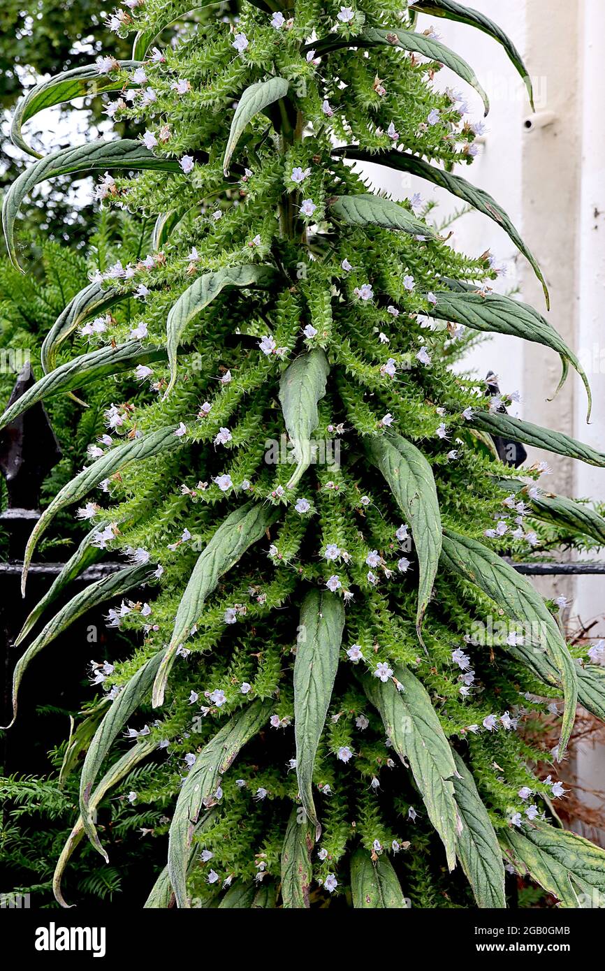 Echium pininana giant viper’s bugloss giant spire of interlocking