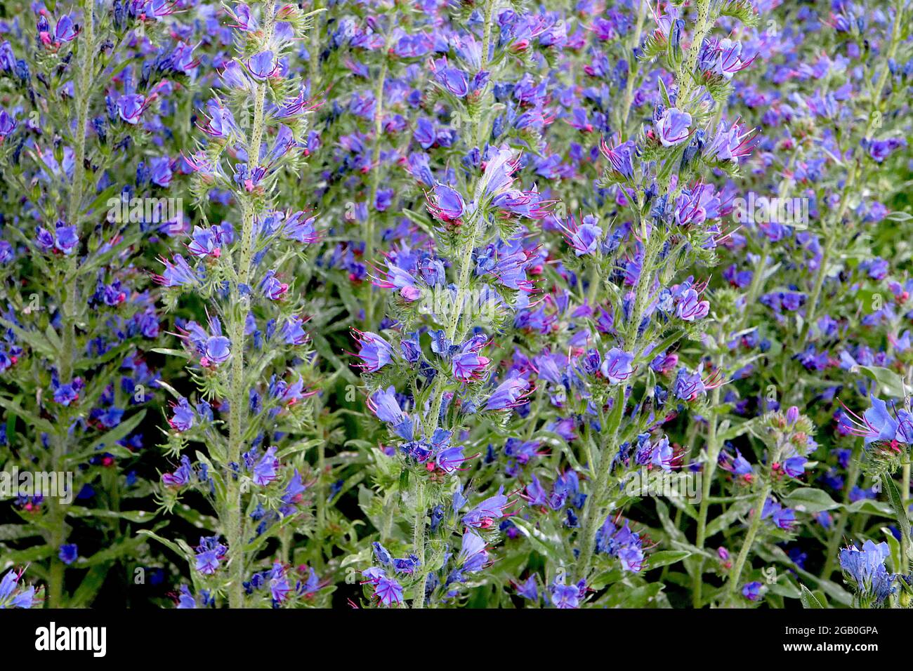 Echium vulgare viper’s bugloss – tall stems of violet blue flowers and elongated pink stamens,  June, England, UK Stock Photo
