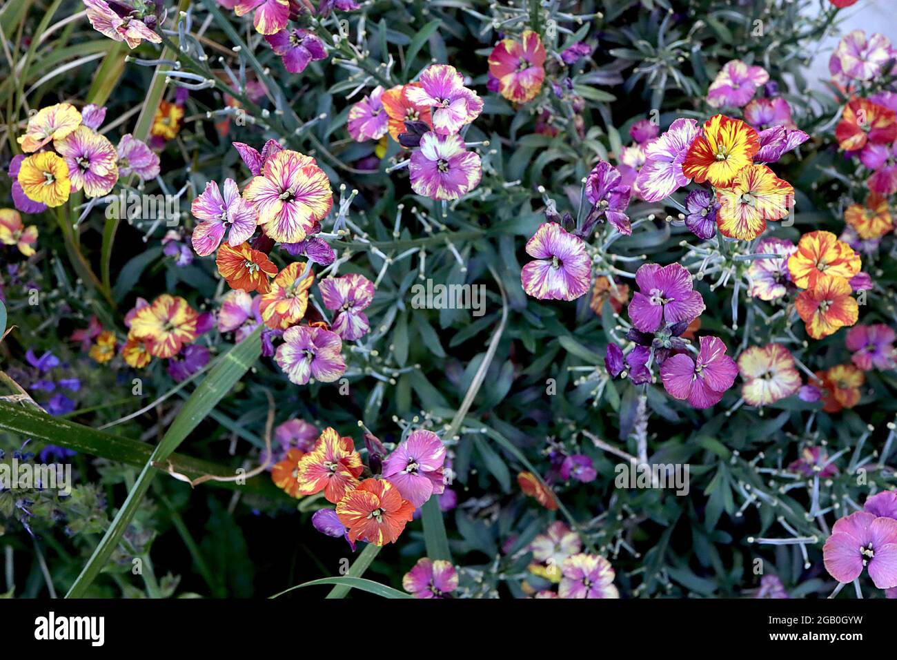 Erysimum cheiri / Wallflower ‘Monet’s Moment’ and ‘Constant Cheer’ Marbled flowers with purple, white, red and yellow streaks,  June, England, UK Stock Photo