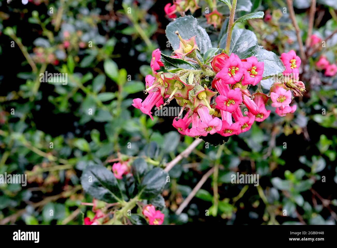 Escallonia rubra var macrantha Chilean gum box – deep pink tubular flowers and glossy dark green leaves,  June, England, UK Stock Photo