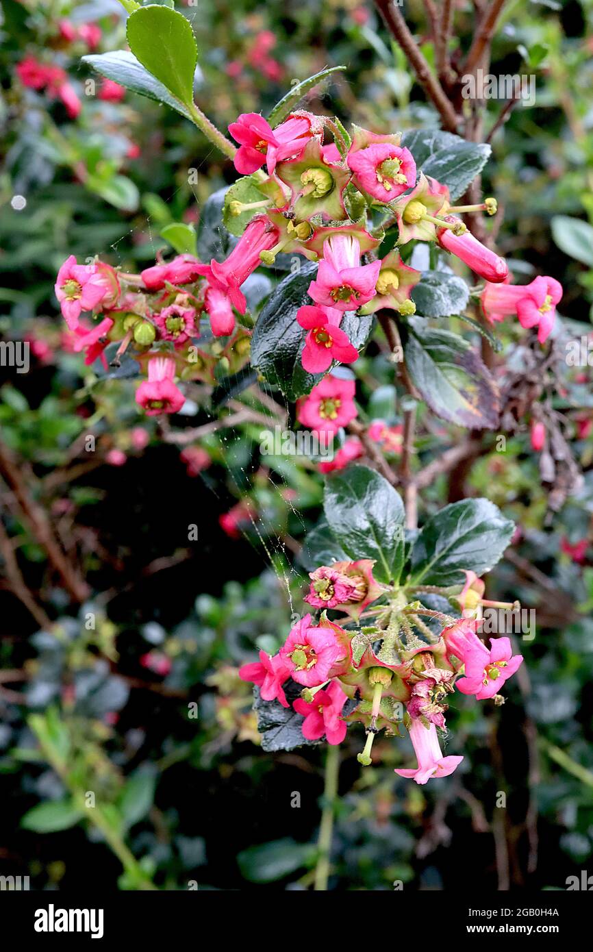 Escallonia rubra var macrantha Chilean gum box – deep pink tubular flowers and glossy dark green leaves,  June, England, UK Stock Photo
