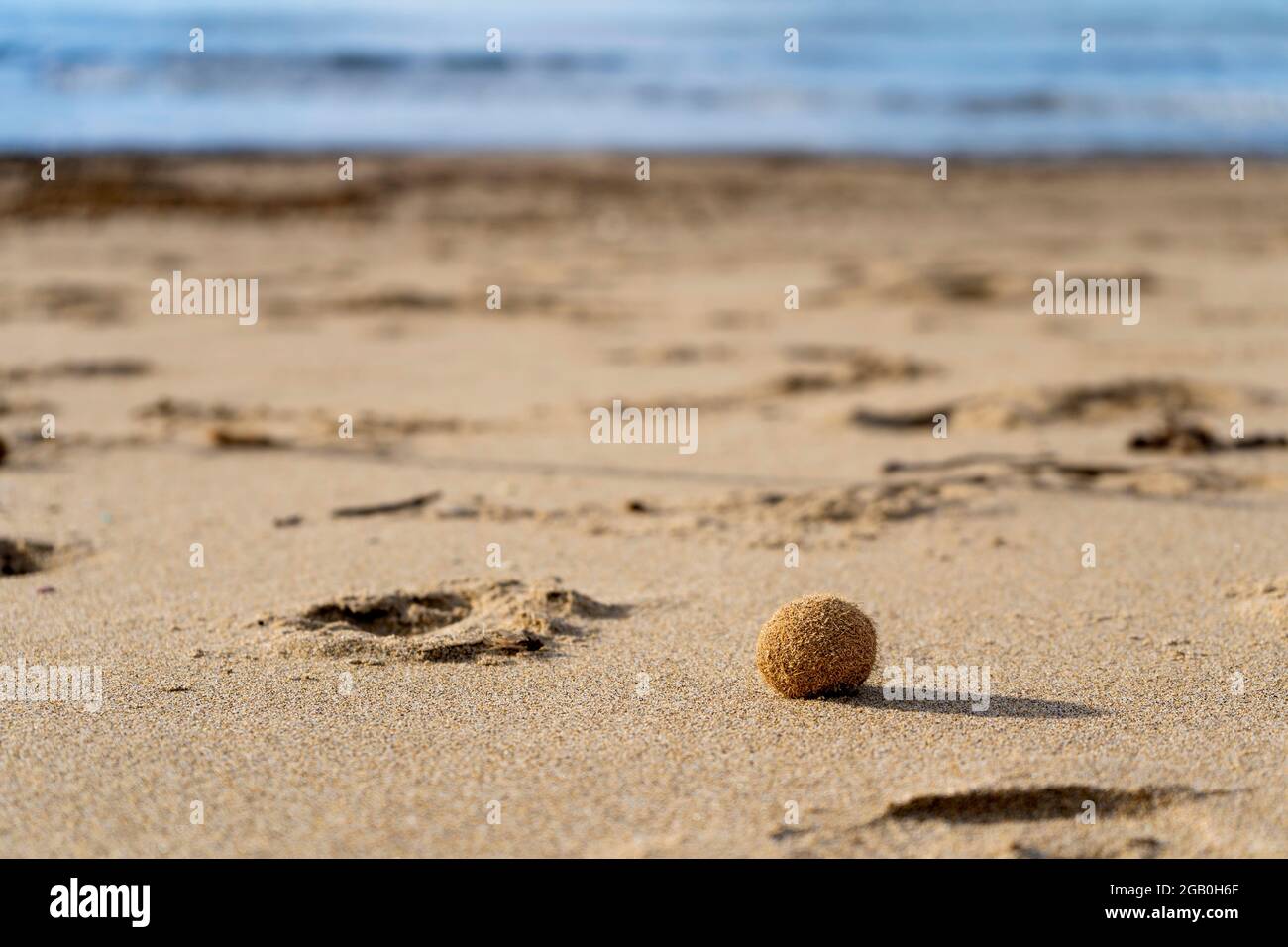 Sea ball (Aegagropila or Pillae marinae) on the sandy beach of Rimigliano Natural Park, in the municipality of San Vincenzo, Tuscany, Italy Stock Photo