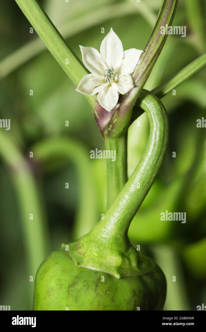 Flowering Capsicum annuum Stock Photo