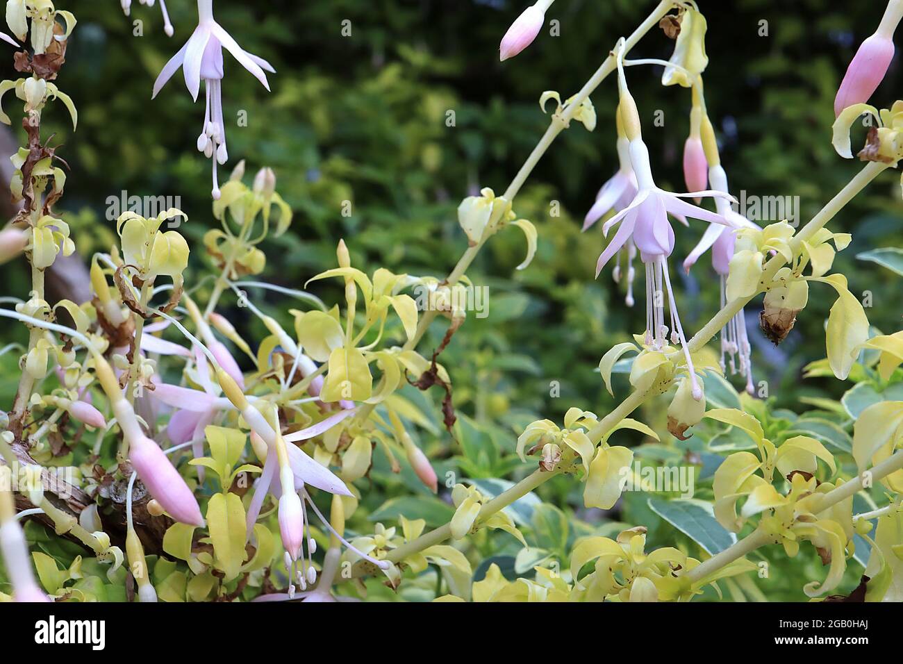 Fuchsia ‘Whitenights Pearl’ slender pale pink skirt and very pale pink white flared sepals,  June, England, UK Stock Photo