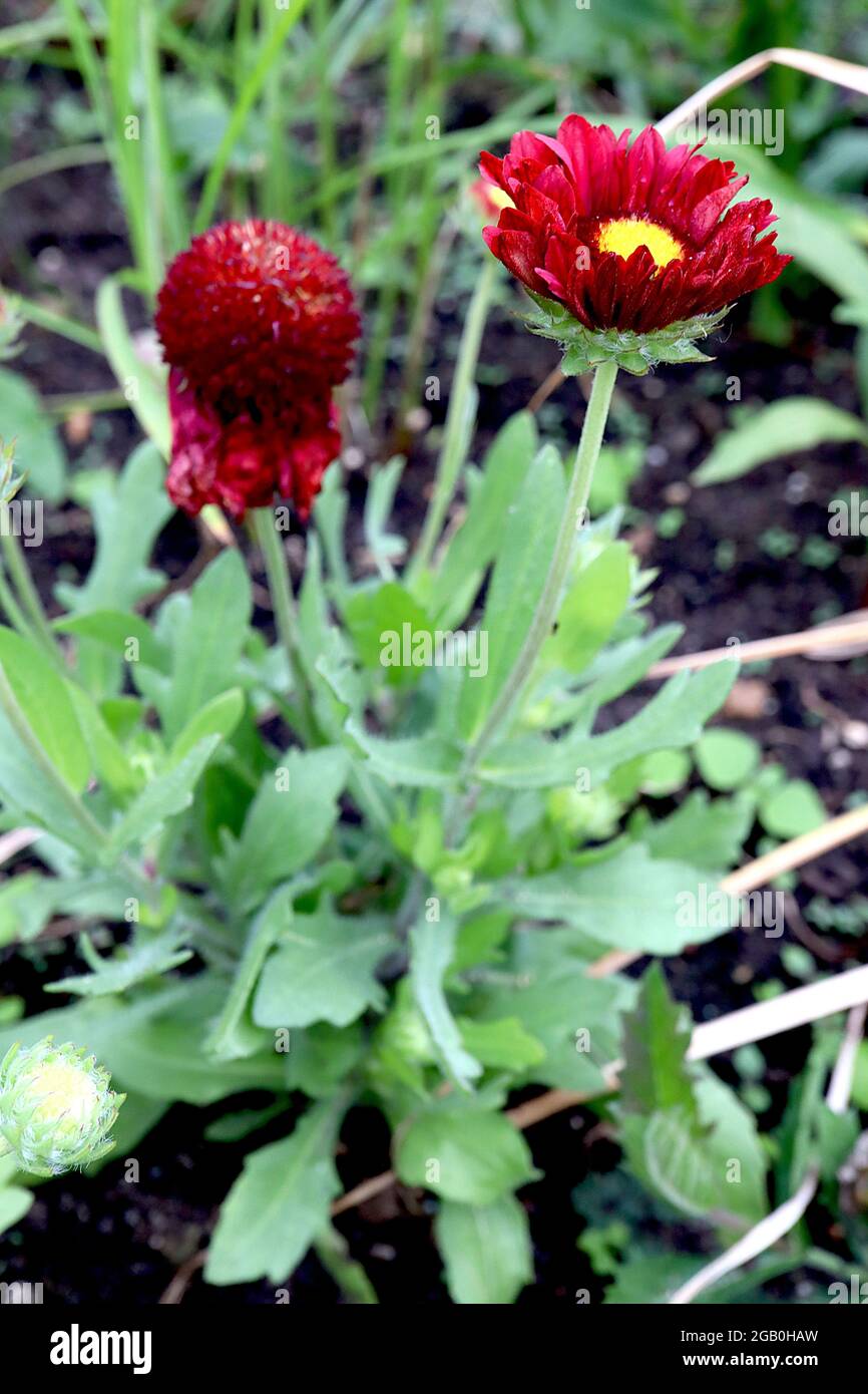Gaillardia x grandiflora ‘Celebration’ blanket flower Celebration – deep red ruffled petals and cone-shaped centre,  June, England, UK Stock Photo