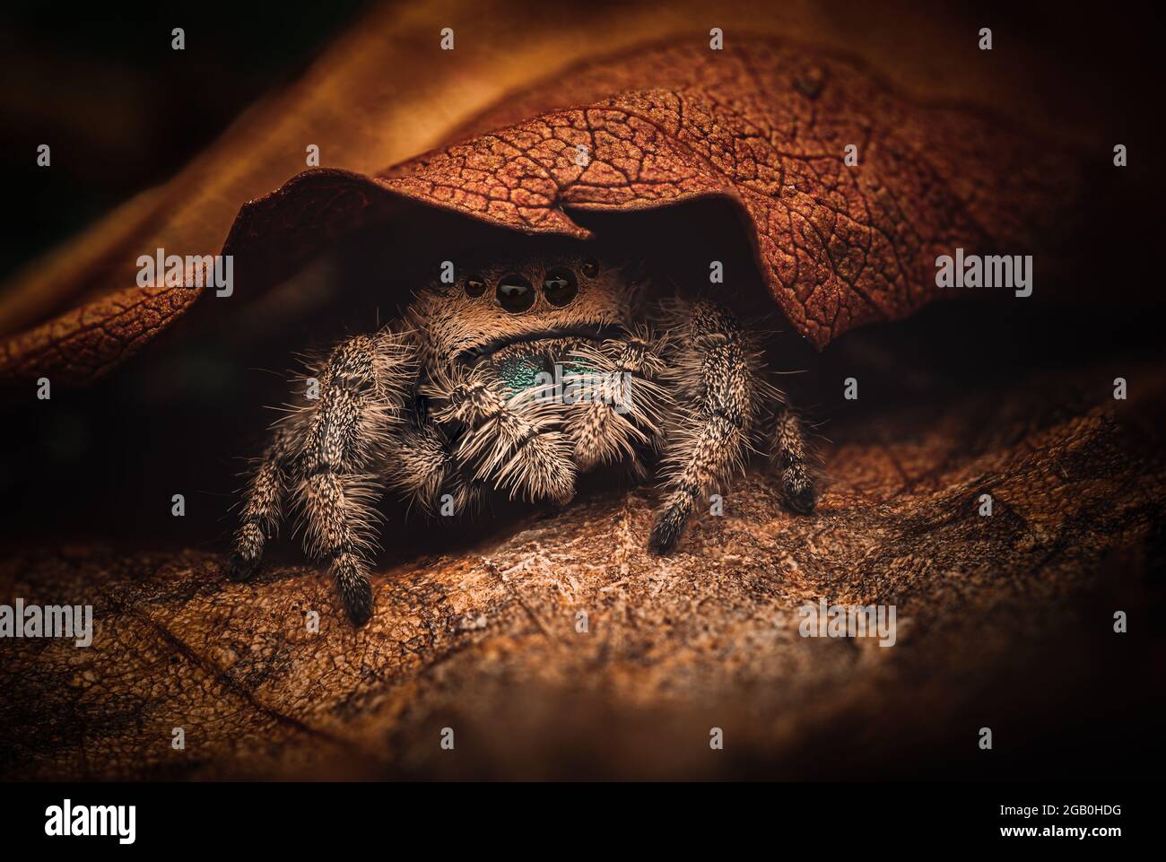 The female of jumping spider (Phidippus regius) is hidden under a leaf. Warm colors, the surroundings are dark to black. Stock Photo