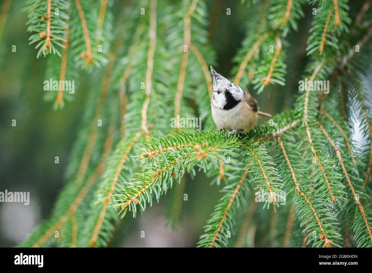 The European crested tit (Lophophanes cristatus) sitting on a coniferous tree branch in the forest. End of winter. Stock Photo