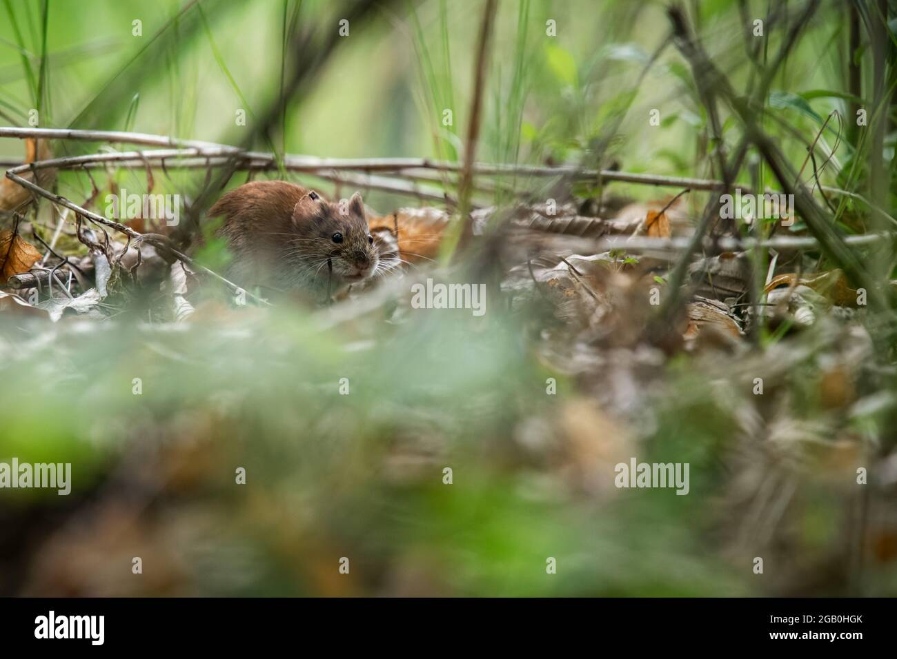 Small rodent in the grass, the common vole (Microtus arvalis). Stock Photo